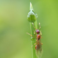 Myrmica rubra (она же рыжая мирмика или "рубиновый муравей"). :: Федор Кованский Myrmica rubra (она же рыжая мирмика или "рубиновый муравей"). :: Федор Кованский