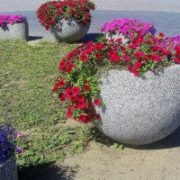 .. цветочная клумба у гостиницы "Московская застава"..