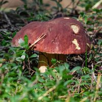 Pine white mushroom | 3