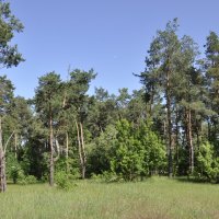 Местные зарисовки.