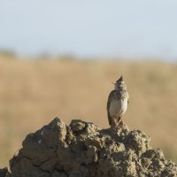 Крымская птичка