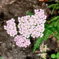 Тысячелистник :: Наталья Герасимова