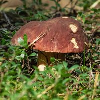 Pine white mushroom | 9