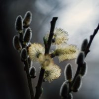 Верба во дворе. :: Анатолий Щербак