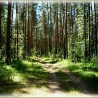 По лесной тропинке