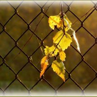 Осенний этюд ... :: Валентина Надсон Осенний этюд ... :: Валентина Надсон