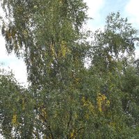 В лесу... :: Freddy 97 В лесу... :: Freddy 97
