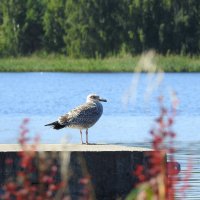 чайка :: ИННА ПОРОХОВА
