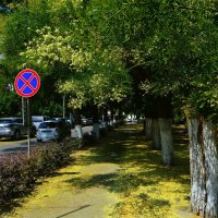 Феодосия. Отцветающая софора на аллее ул. Куйбышева.
