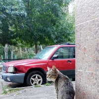 Не парковать