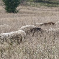 Степные овечки :: Мариша Тим