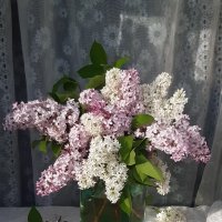 Сиреневый букет! :: Нина Андронова