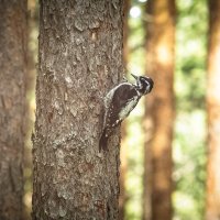 Three‑toed woodpecker | 11