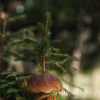 Белый гриб еловый (лат. Boletus edulis)...