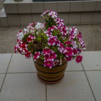 Цветы