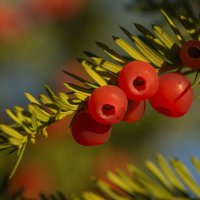 Плоды можжевельника. :: Никита Вихрев