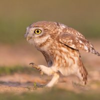 Дикие животные