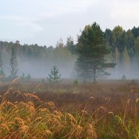 Утро туманное :: Галина Кан Утро туманное :: Галина Кан