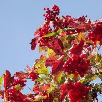 Калина