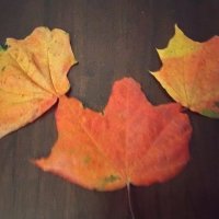 Кленовые листочки