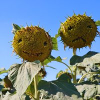 Из жизни подсолнухов... :: Галина Ильясова Из жизни подсолнухов... :: Галина Ильясова