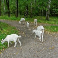 Выгул домашних питомцев.