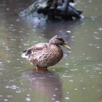 Дикие животные