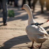 Красная линия свободы