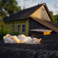 Говорят, ночью будет звездопад