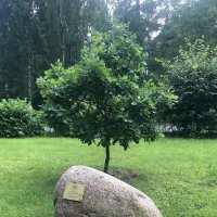 Древо Петра от Университета Петра :: zavitok * Древо Петра от Университета Петра :: zavitok *