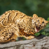 Мраморная кошка