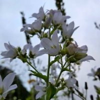 Колокольчик молочноцветковый.