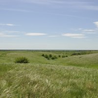 Местные виды.