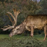 Марал :: SanSan San
