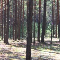 опушка леса