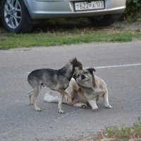 Сладкая парочка
