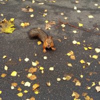 Чуть-чуть попрошайка. Это - о себе: я просил ее взять орешек.