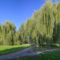 Ива плакучая в городском парке