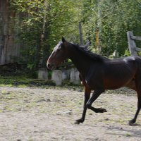 Молодая лошадь