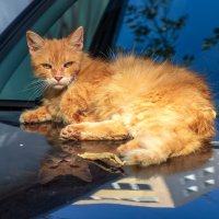Котойка собрался ехать на дачу.
