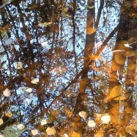 Зазеркалье осени :: Наталья Герасимова