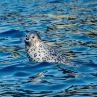 Phoca Largha