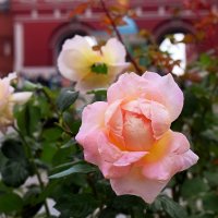 Розы на Манежной.