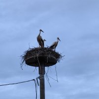 Аист