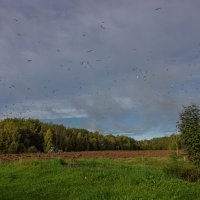 Чайки и трактор