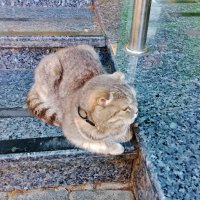 Кошечка