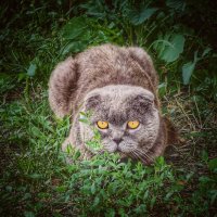 На охоте