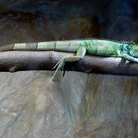 Игуана