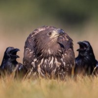 Дикие животные