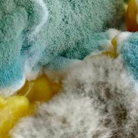 Penicillium